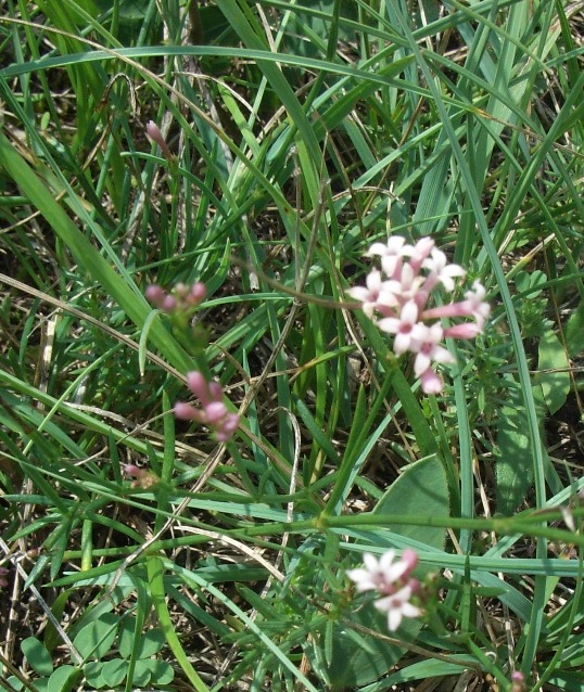 Asperula cynanchica